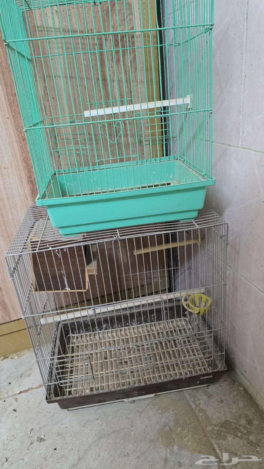 Bird Accessories Set for Sale Including Cages, Nests for Casco, Dora and Other Birds64426523673602112