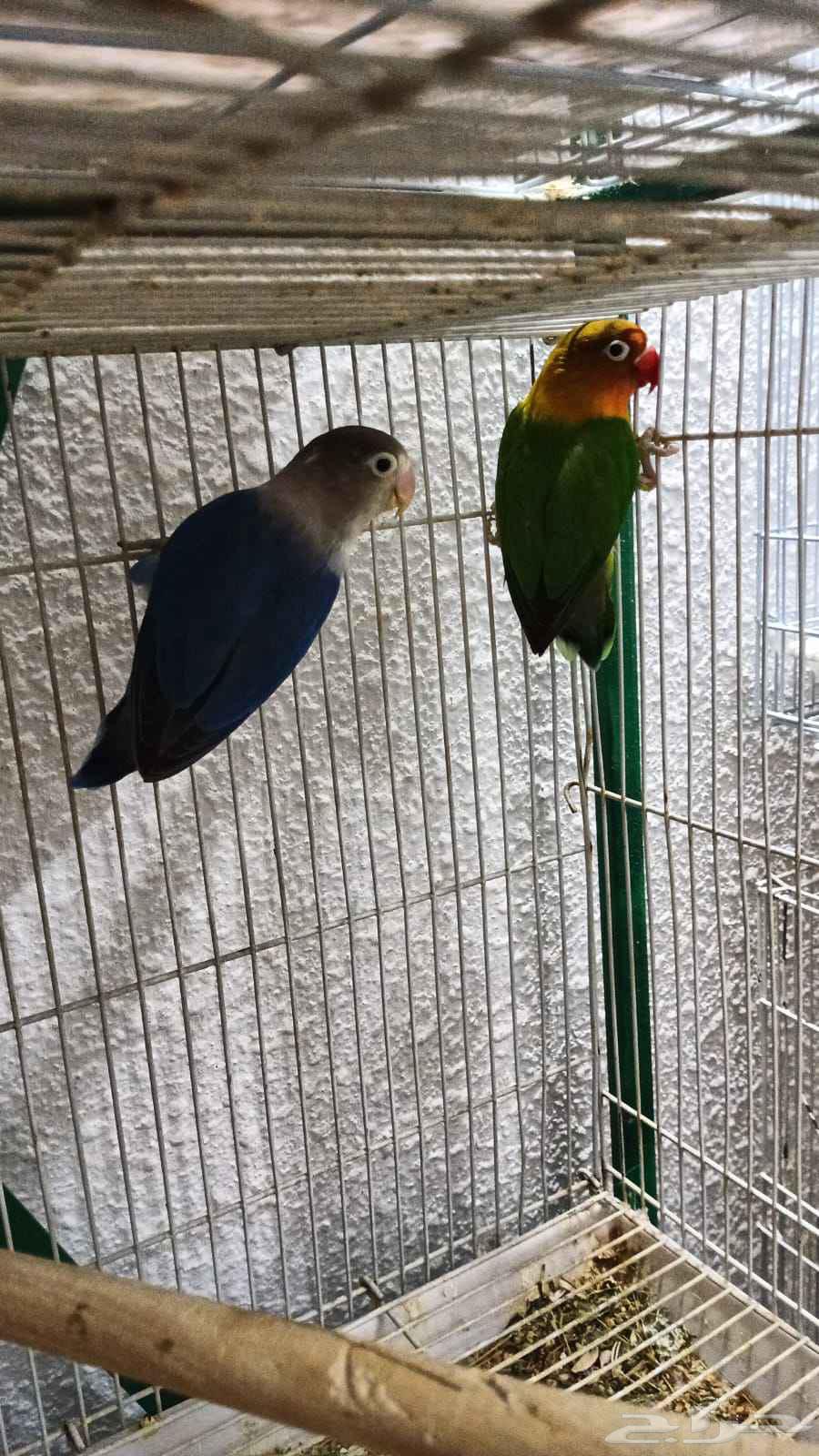 Fischer's pair with eggs64427049434114112