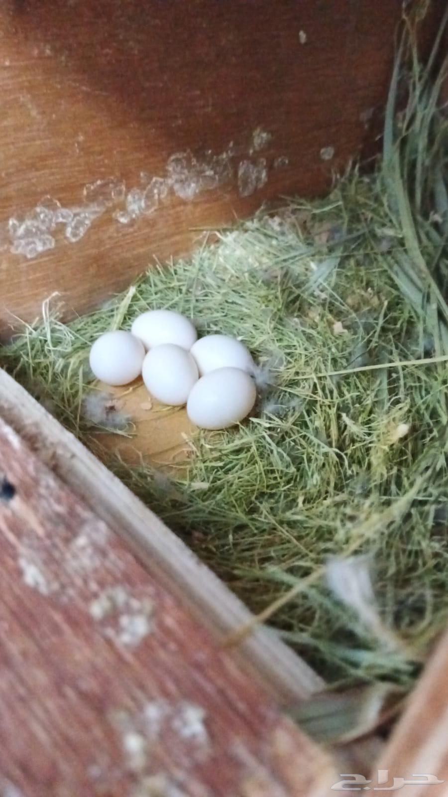 Fischer's pair with eggs64427049434114113