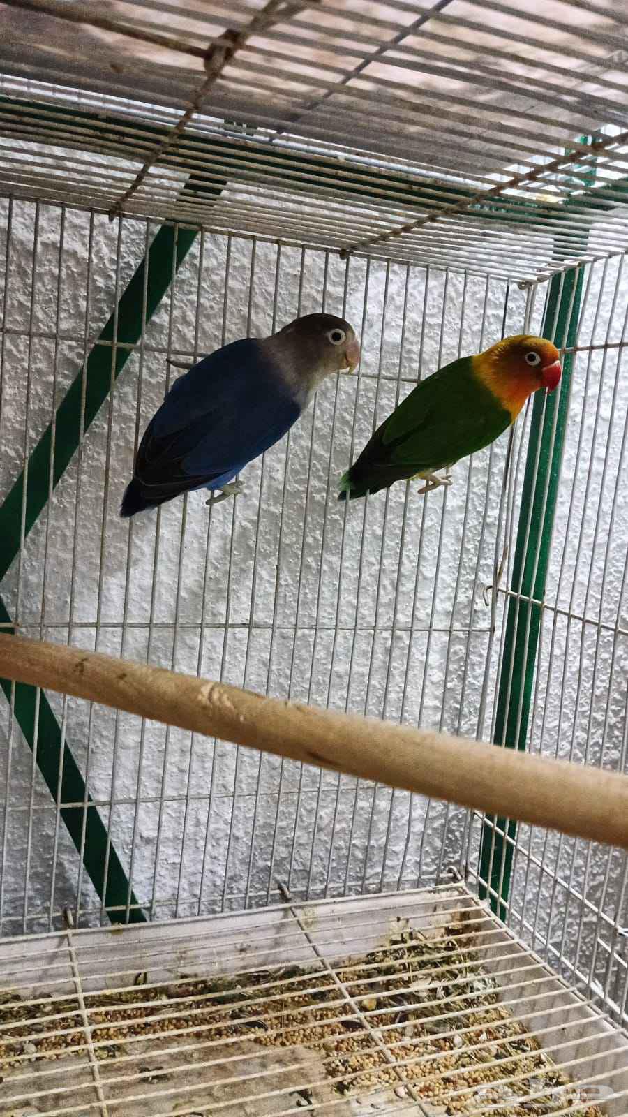 Fischer's pair with eggs64427049434114111