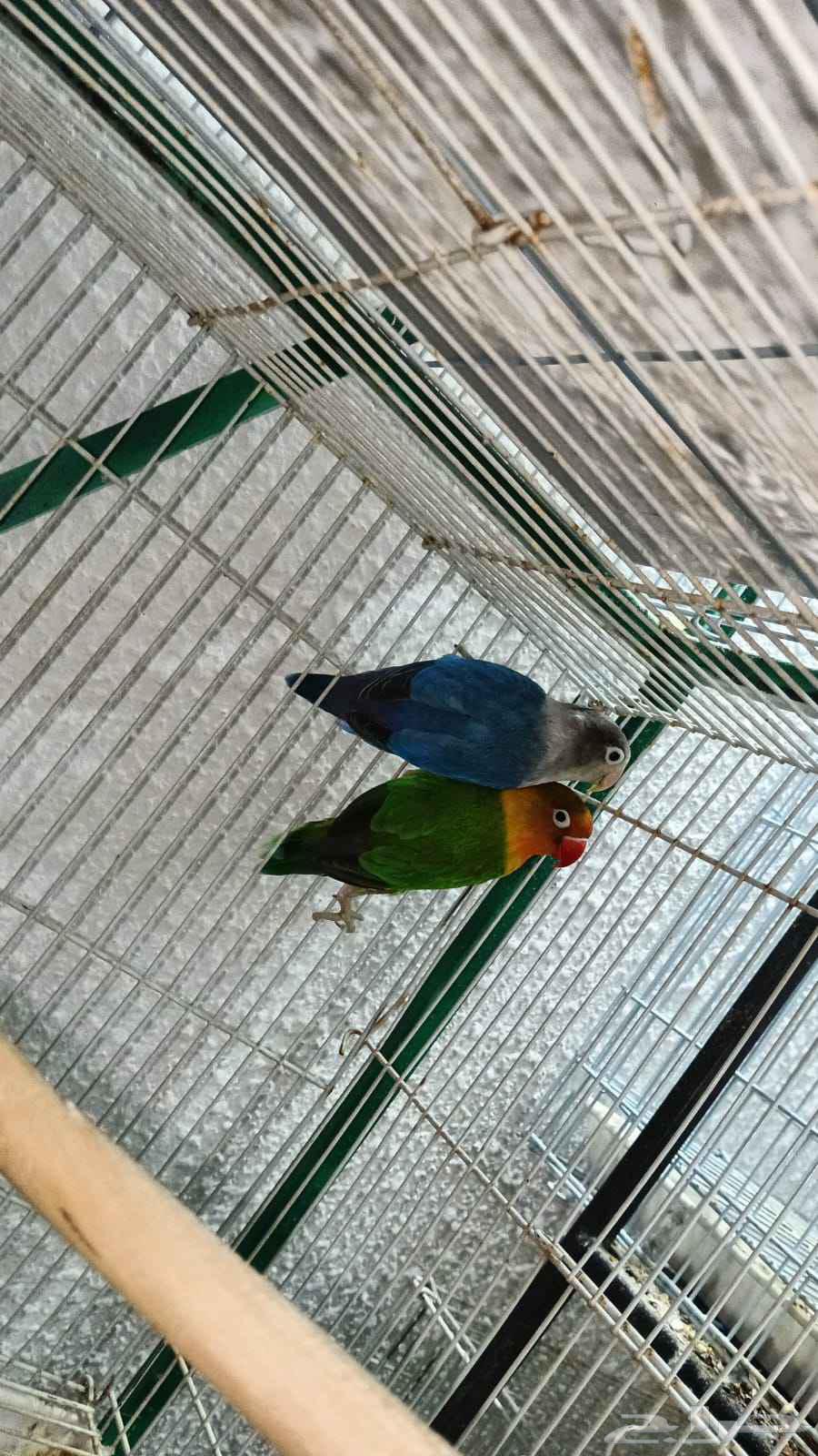 Fischer's pair with eggs64427049434114110