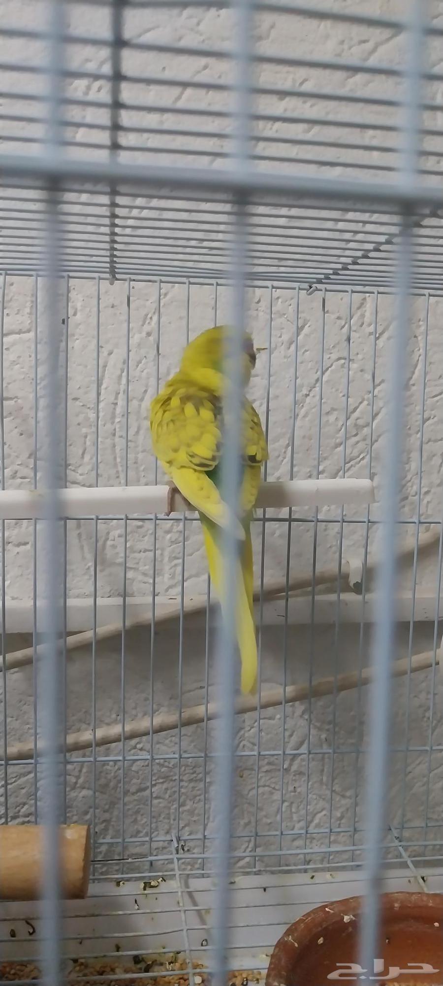 انباعت كلها64425811049985114