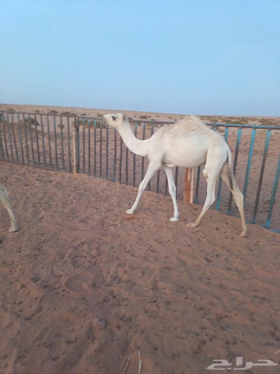 ملحمة بيت الحاشي الباني64432849659777111