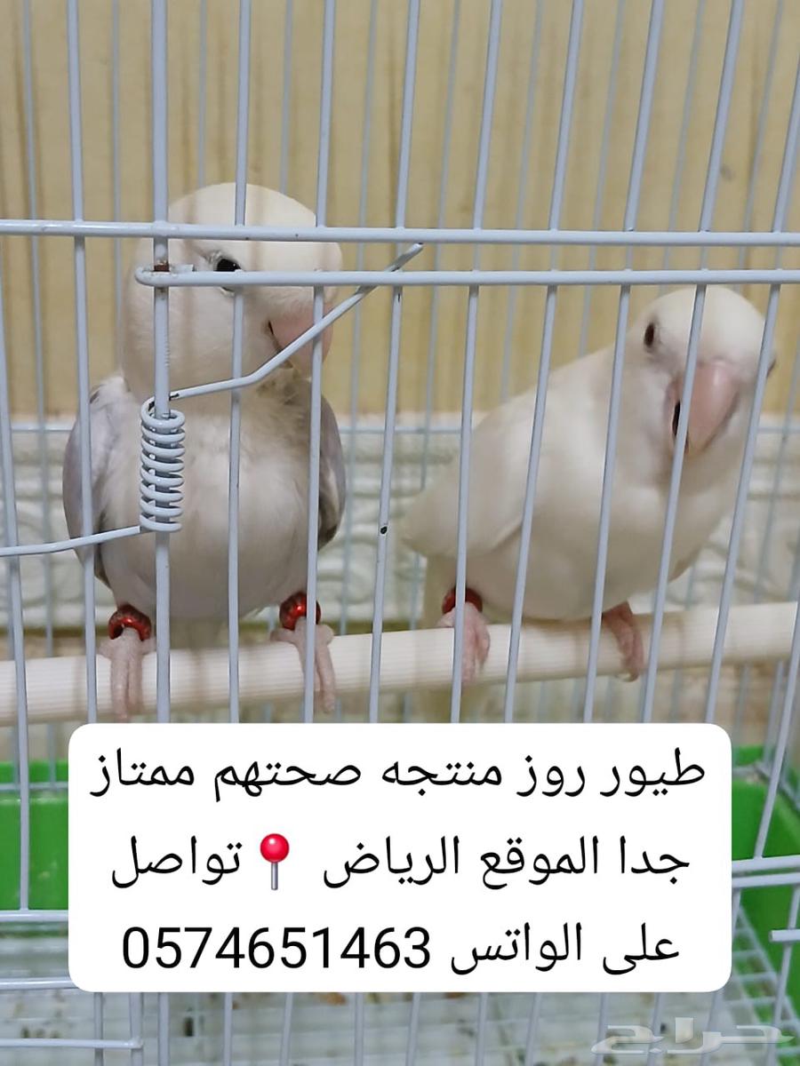 للبيع طيور كروان وطيور روز64430421568515111