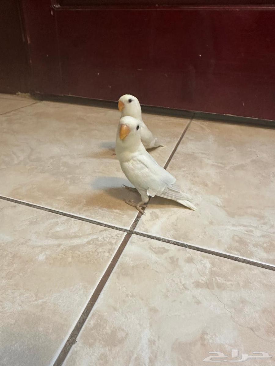 روزات مفطومه تم البيع64430711471489111