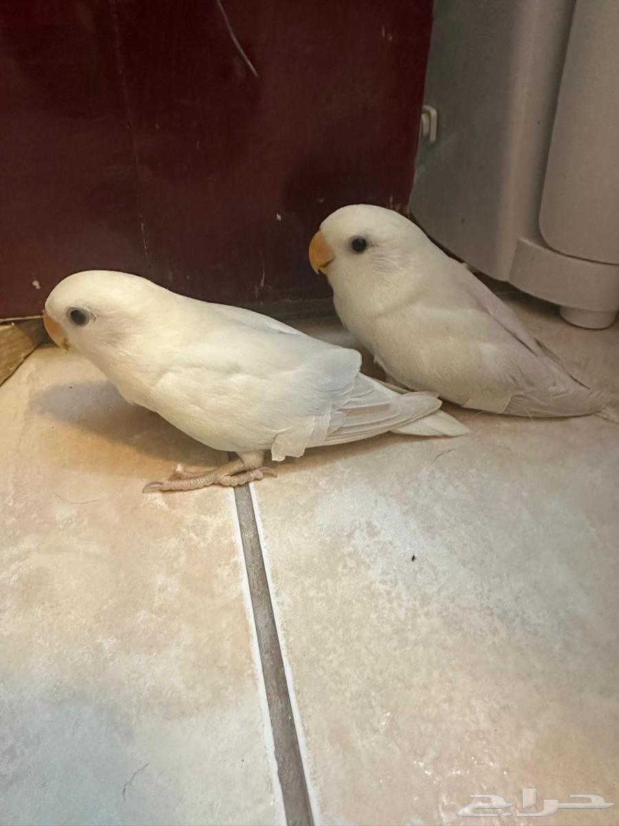 روزات مفطومه تم البيع64430711471489114