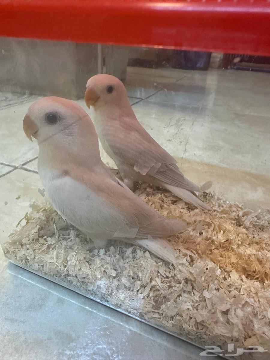 روزات مفطومه تم البيع64430711471489113