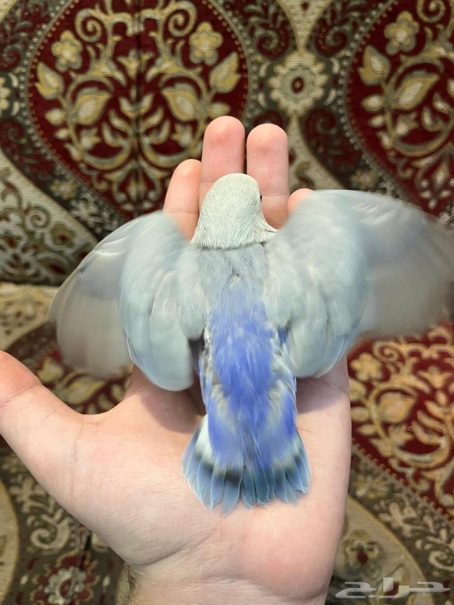 روز اليف وهدد64426711864450113