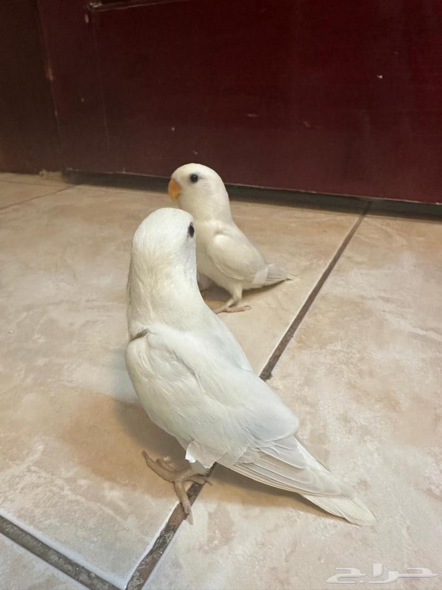 روزات مفطومه تم البيع64430711471489112