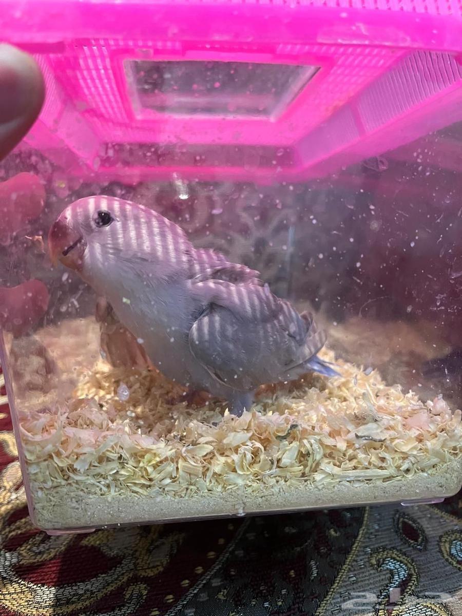 روز اليف وهدد64426711864450111