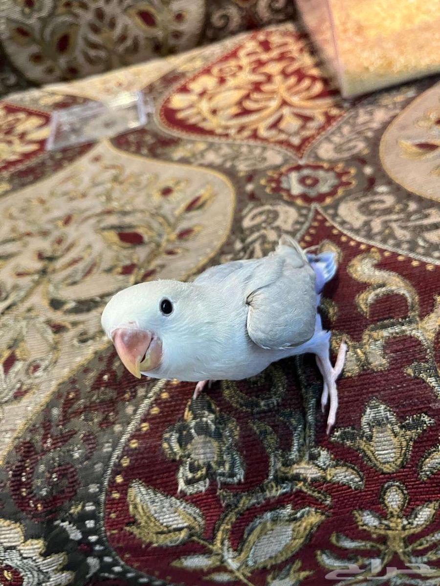 روز اليف وهدد64426711864450110