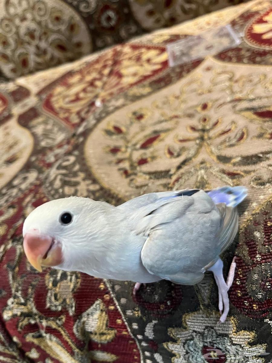 روز اليف وهدد64426711864450112