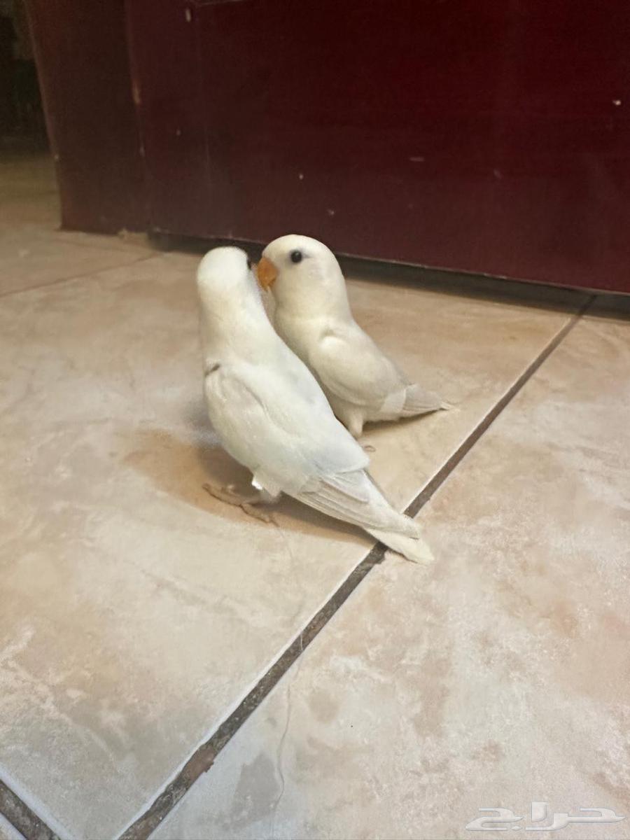 روزات مفطومه تم البيع64430711471489110