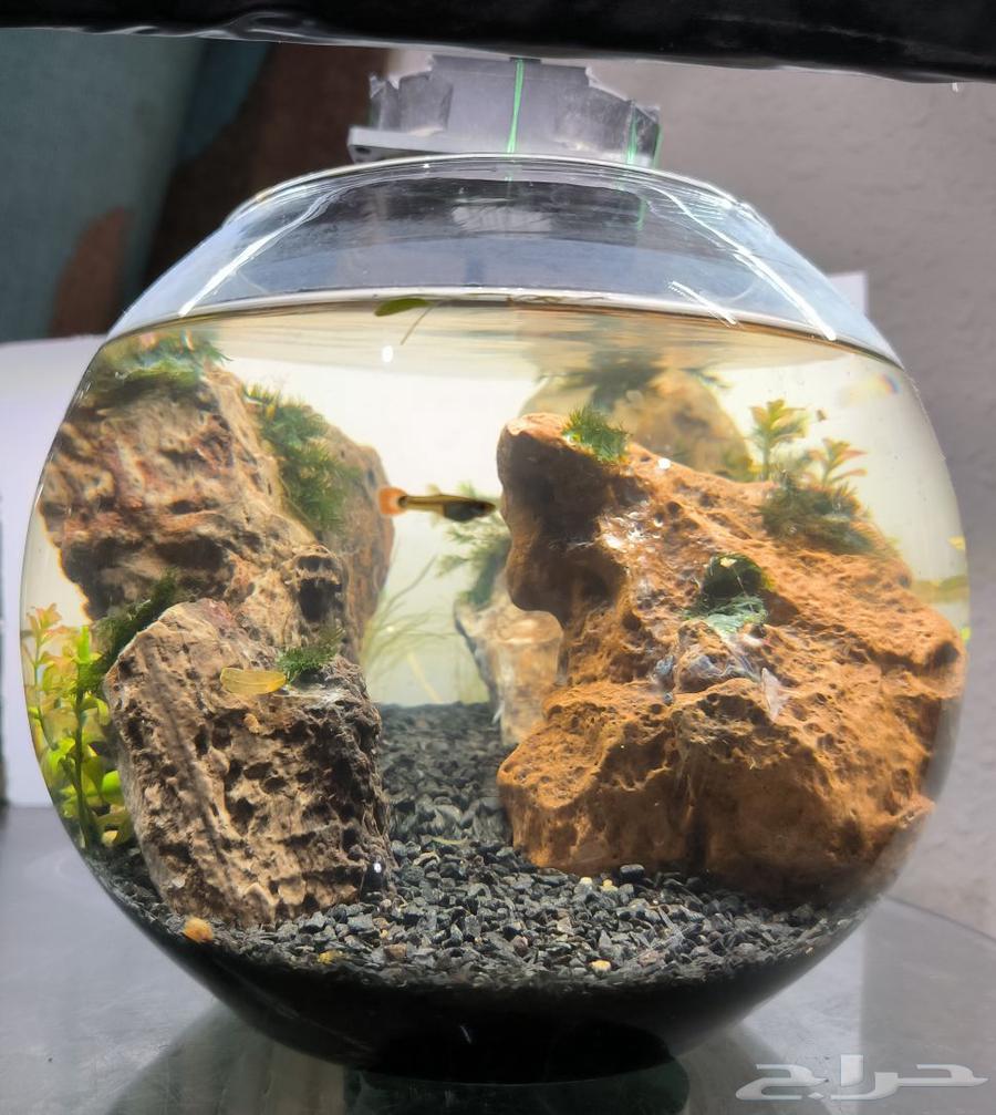 حوض اسمك بلورة بتصميم احترافي64432496007809111