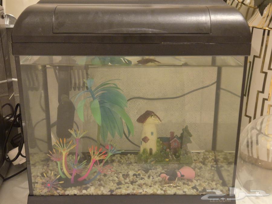 حوض سمك مع الزينة و الاحجار و اضاءة led64434714560769110