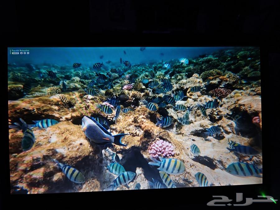 لاب توب سوني فايو بجدة للبيع ( سوم ) laptop Sony64434809296001113