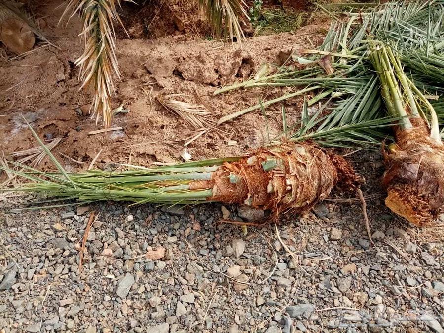 نخل صقعي مجدولي اخلاص سكري برحي نخيل واشنطني64439239572097111