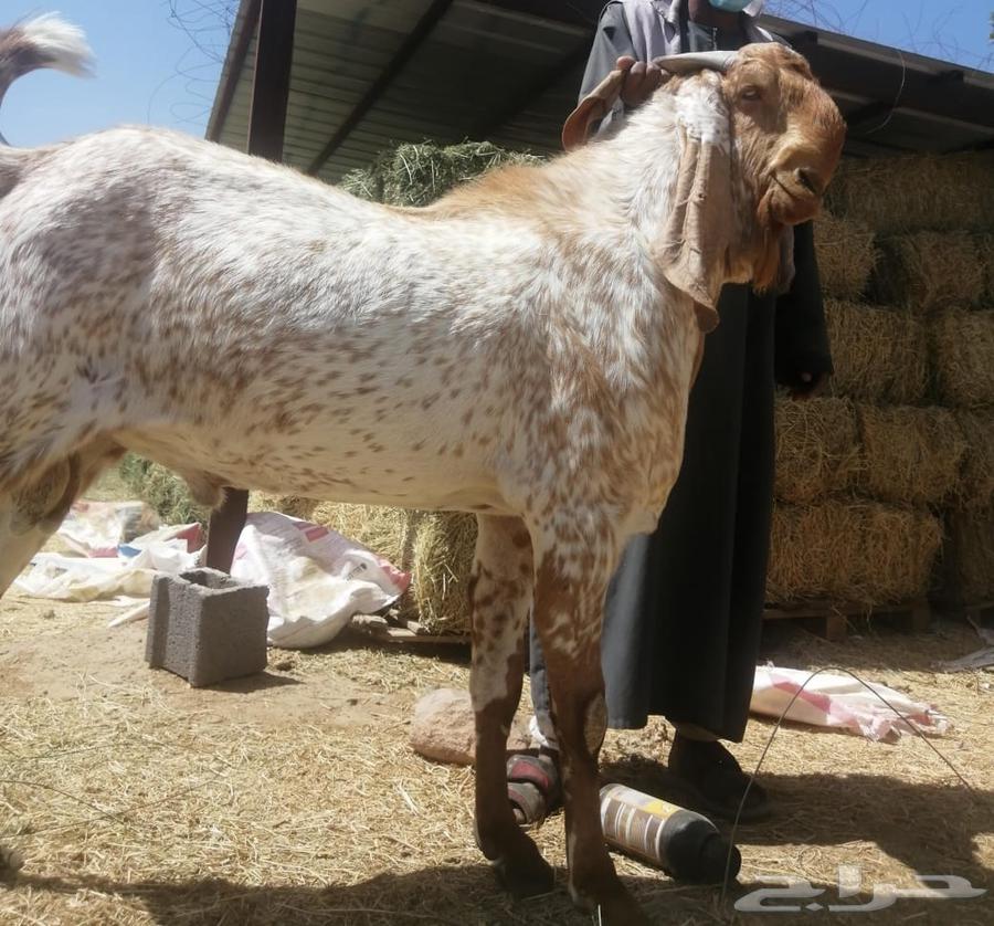 Luxury Pakistani Buck64439829551873110