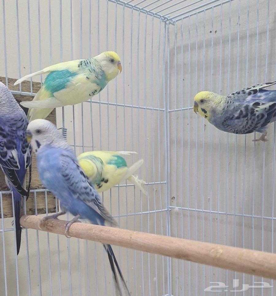 طيور بادجي ( طيور حب )64440137454337111