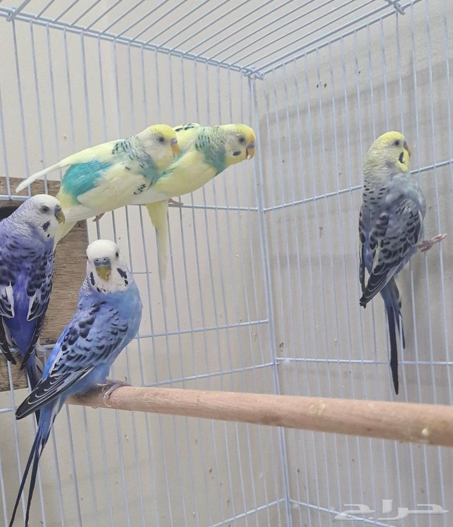 طيور بادجي ( طيور حب )64440137454337112