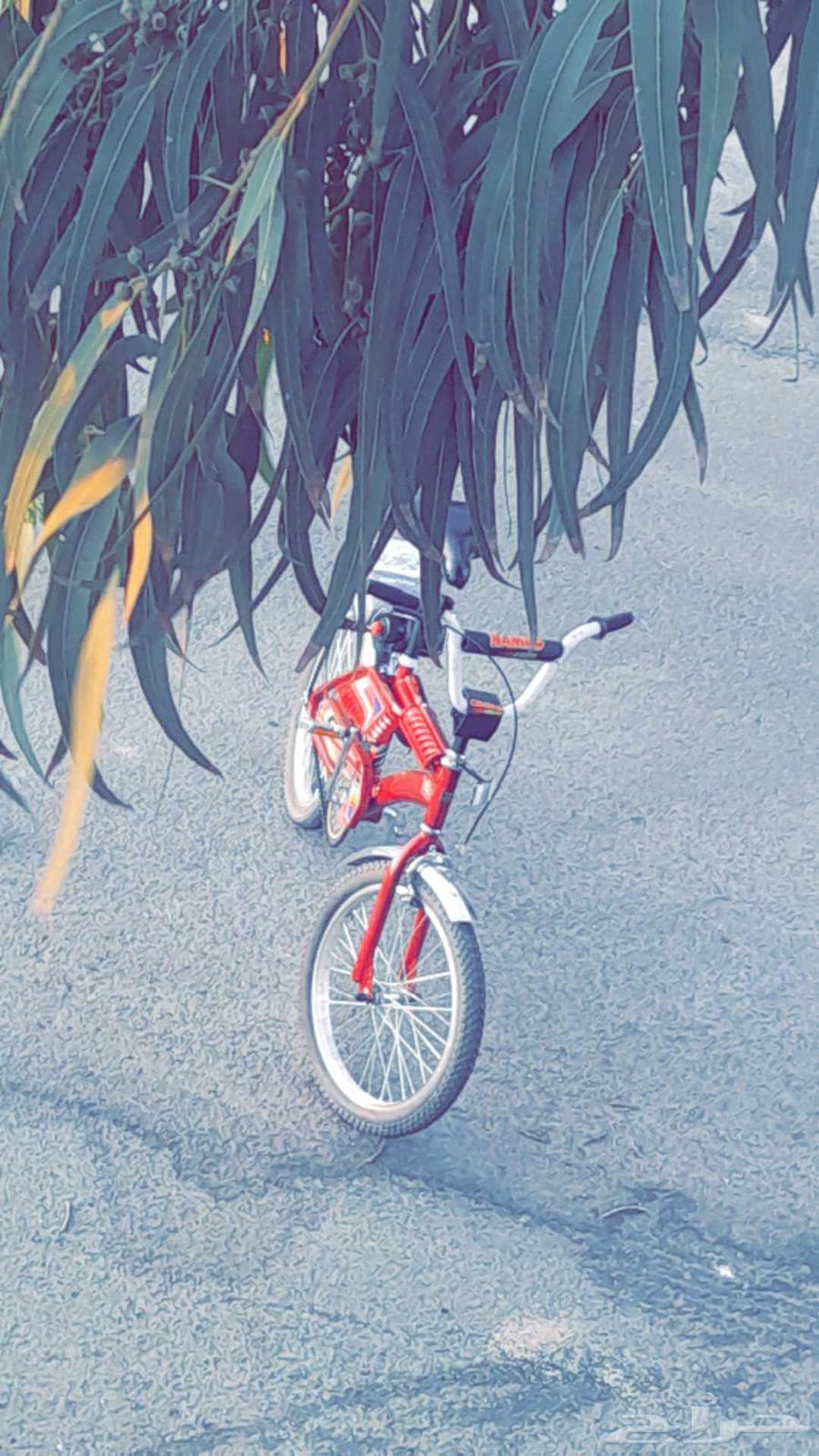 سيكل رامبو عنابي64440981816578112