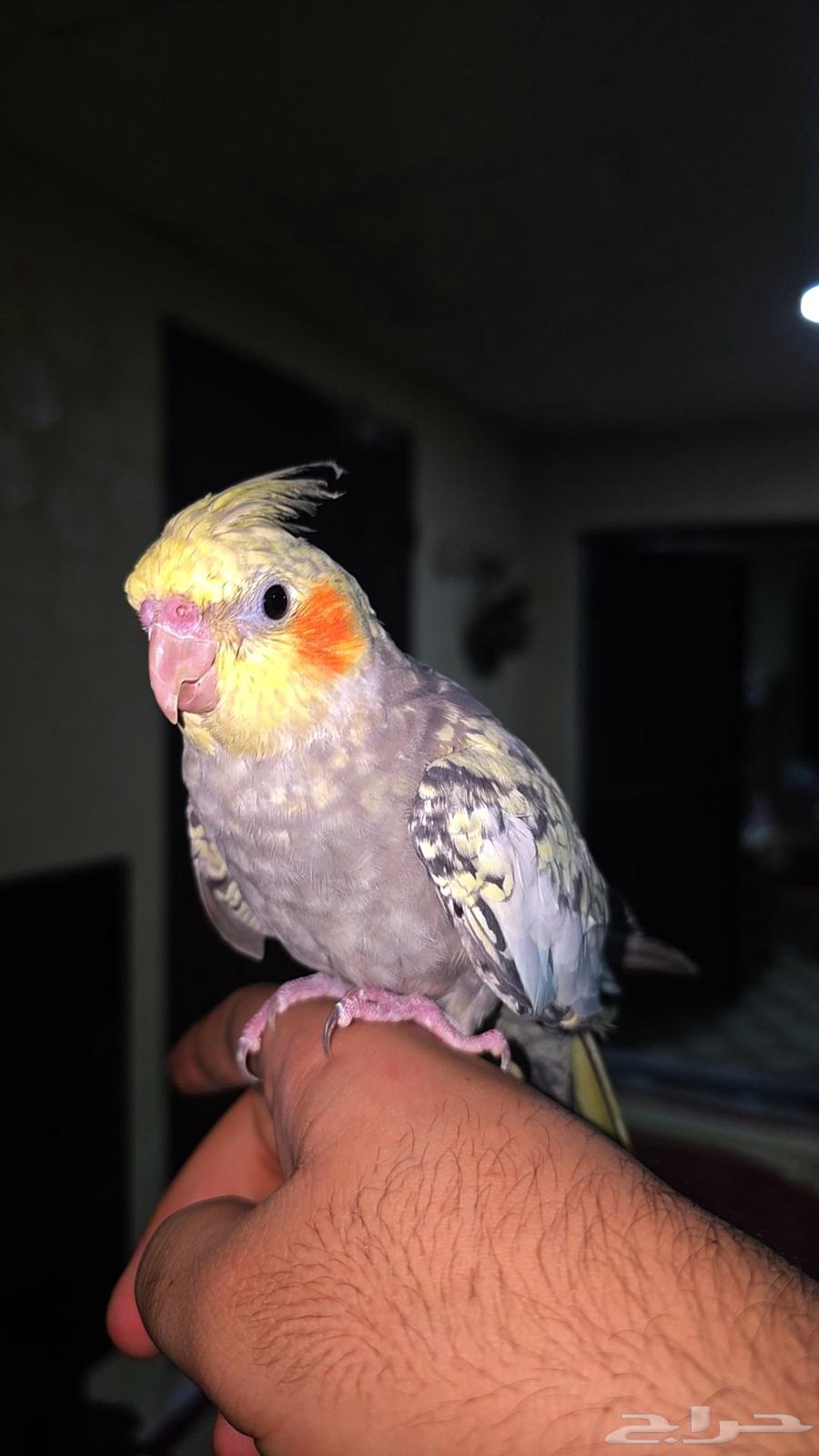 كروان اليف64438283874050111