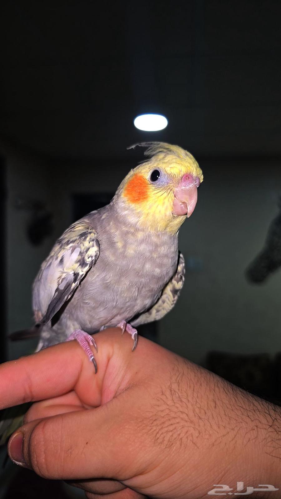 كروان اليف64438283874050110