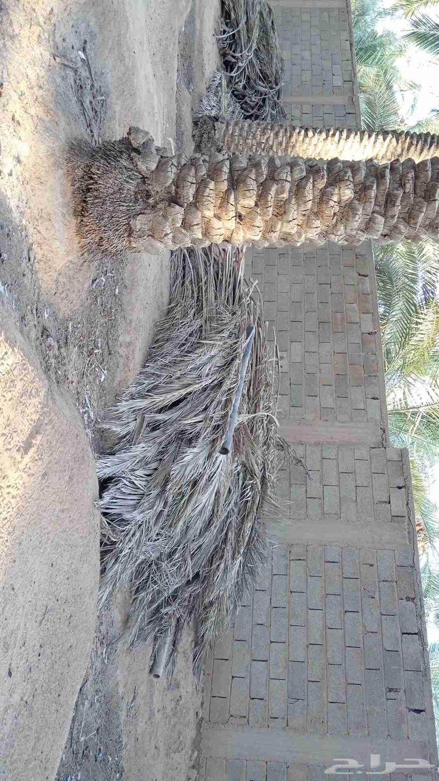 عسيب نخل للبيع64439105063170110