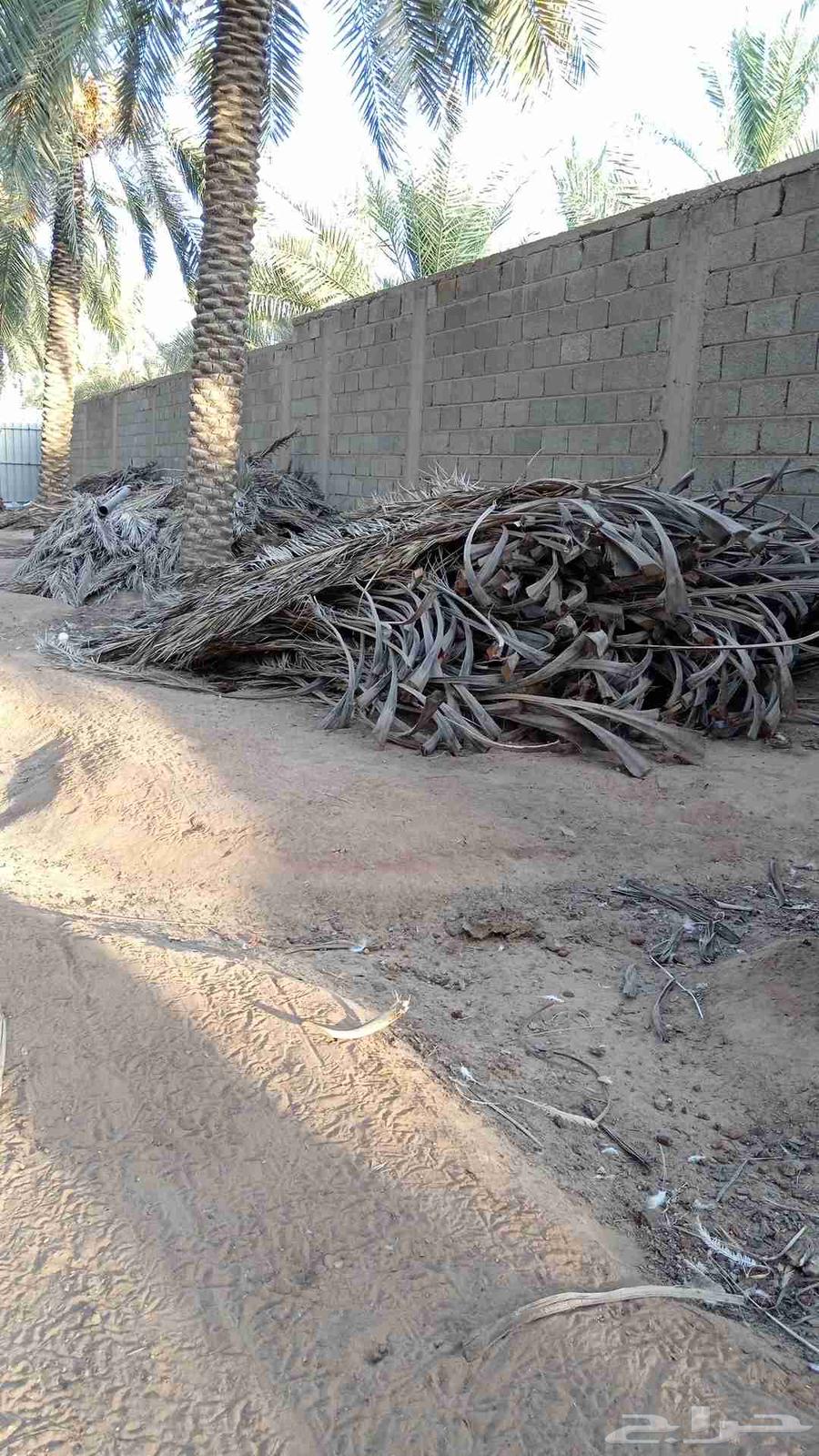 عسيب نخل للبيع64439105063170112