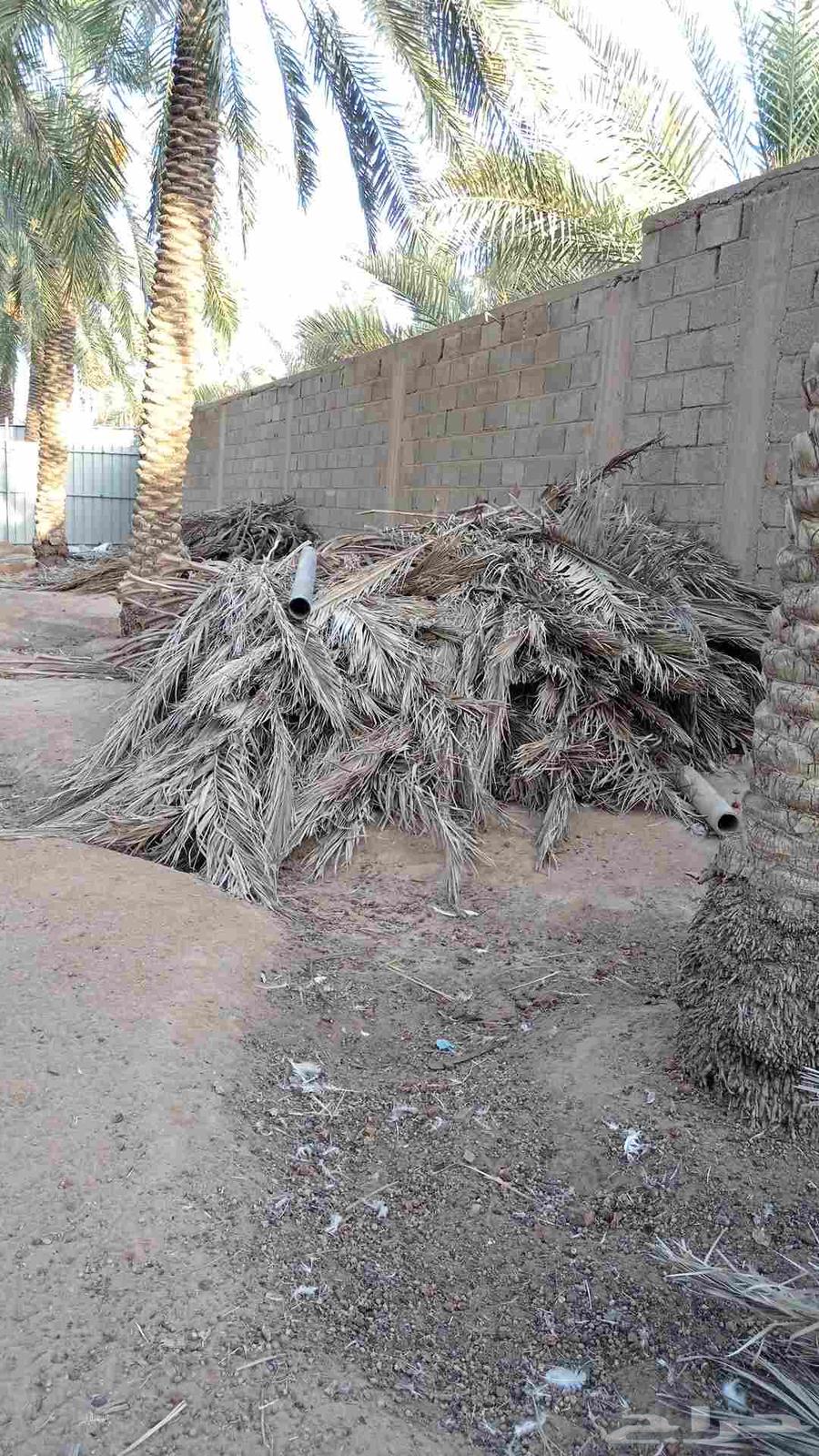 عسيب نخل للبيع64439105063170111