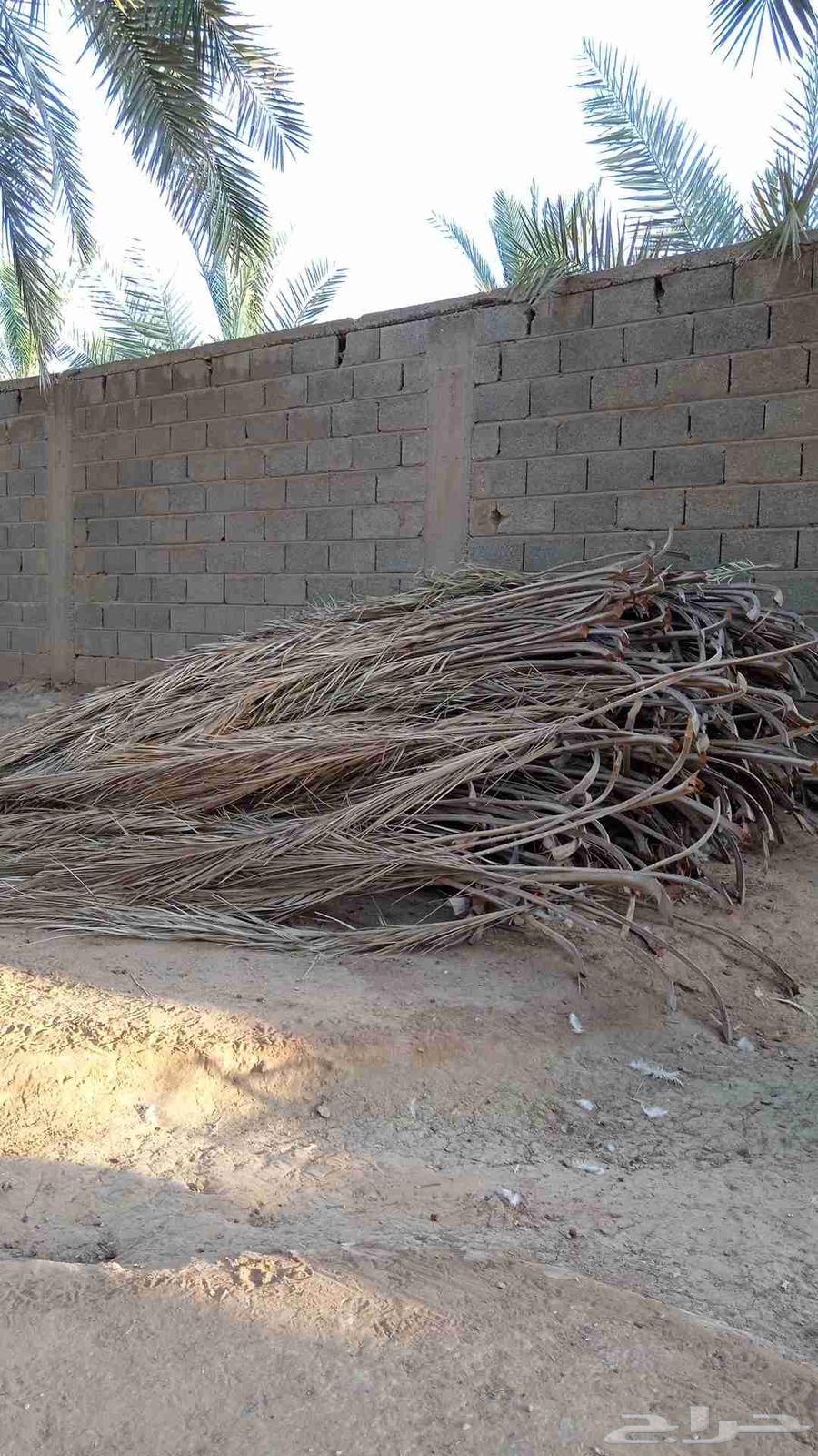 عسيب نخل للبيع64439105063170113