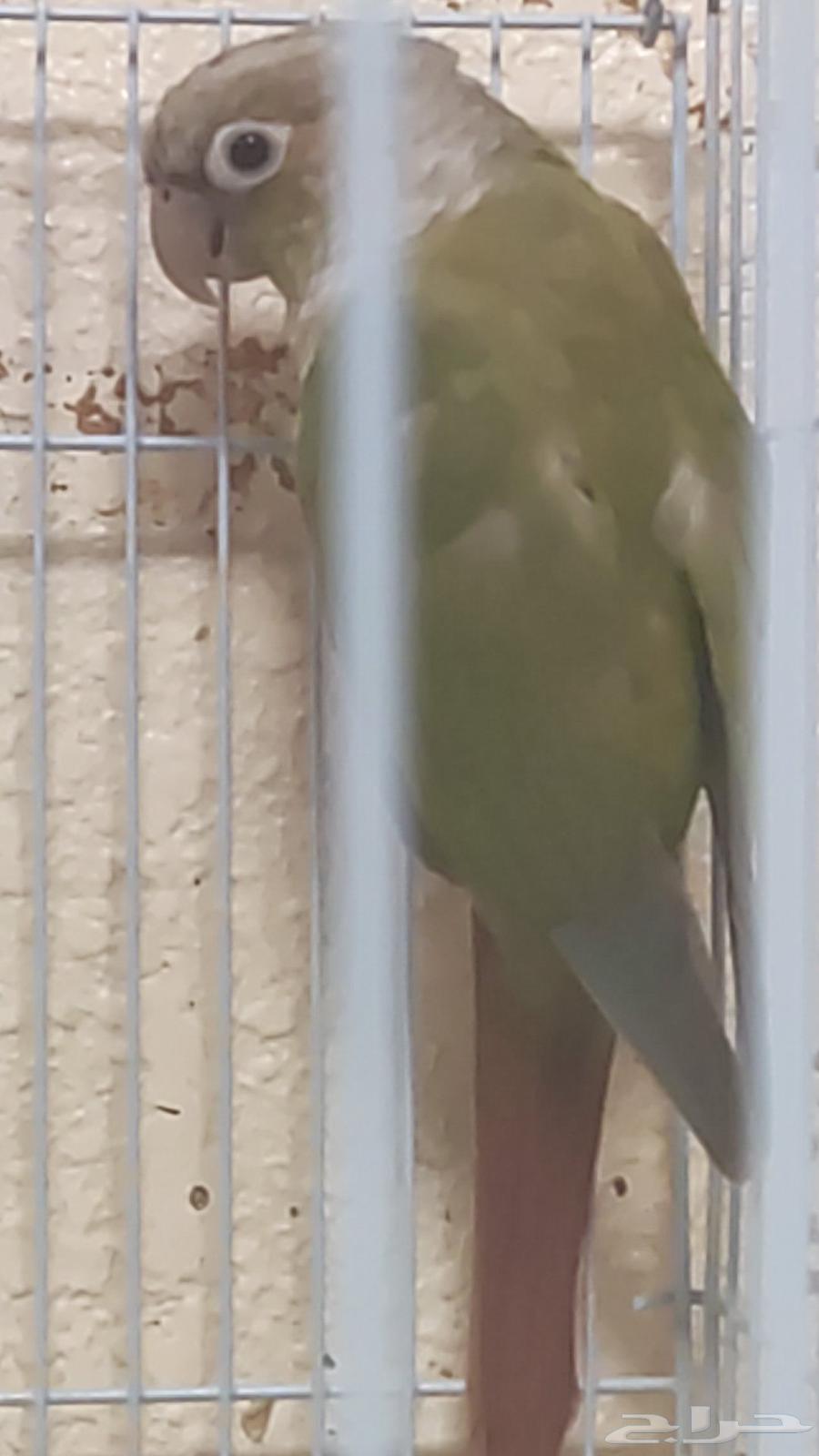 للبيع جوز كنيور اناناس اليفيين جدا64438767017346110