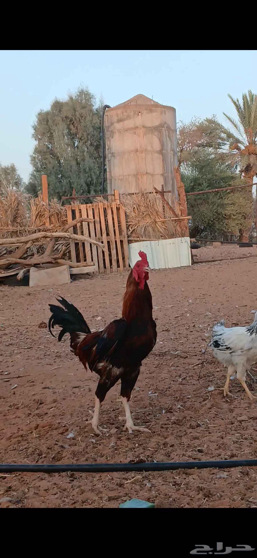 Pakistani rooster for sale on the website Asbatr64439486488449110