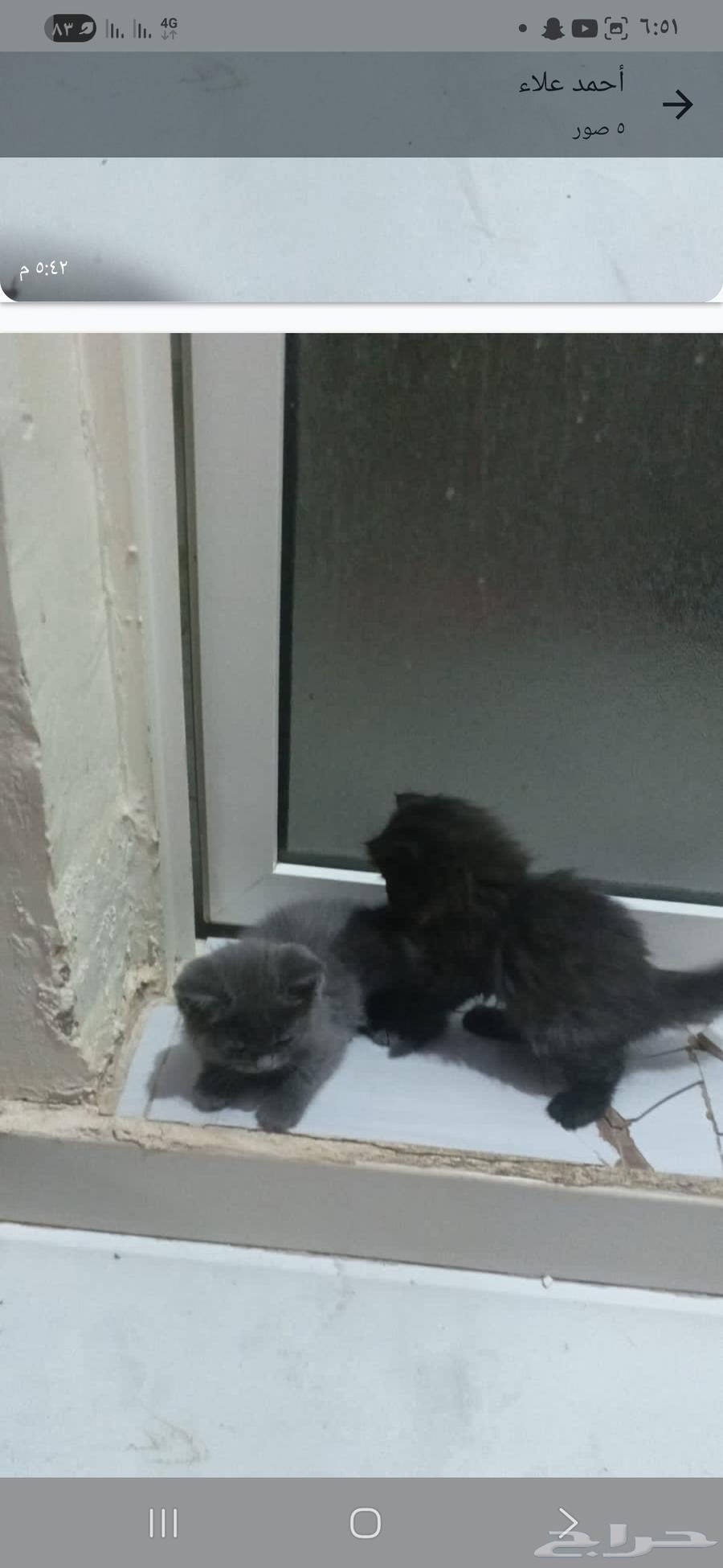 Kittens for sale, Persian Scottish Fold, age two and a half months64434918508419111