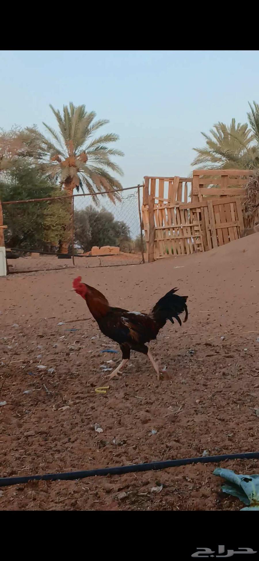 Pakistani rooster for sale on the website Asbatr64439486488449112