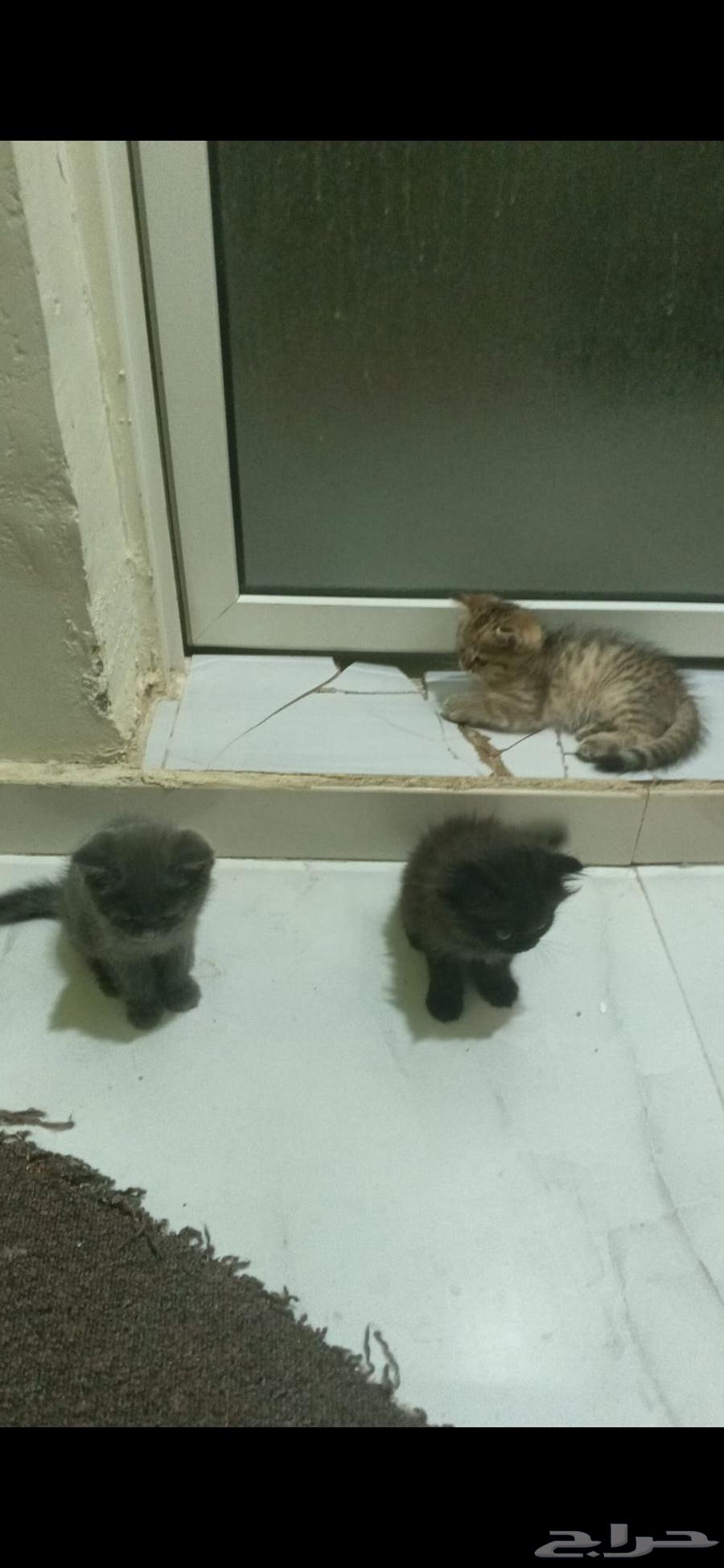 Kittens for sale, Persian Scottish Fold, age two and a half months64434918508419112