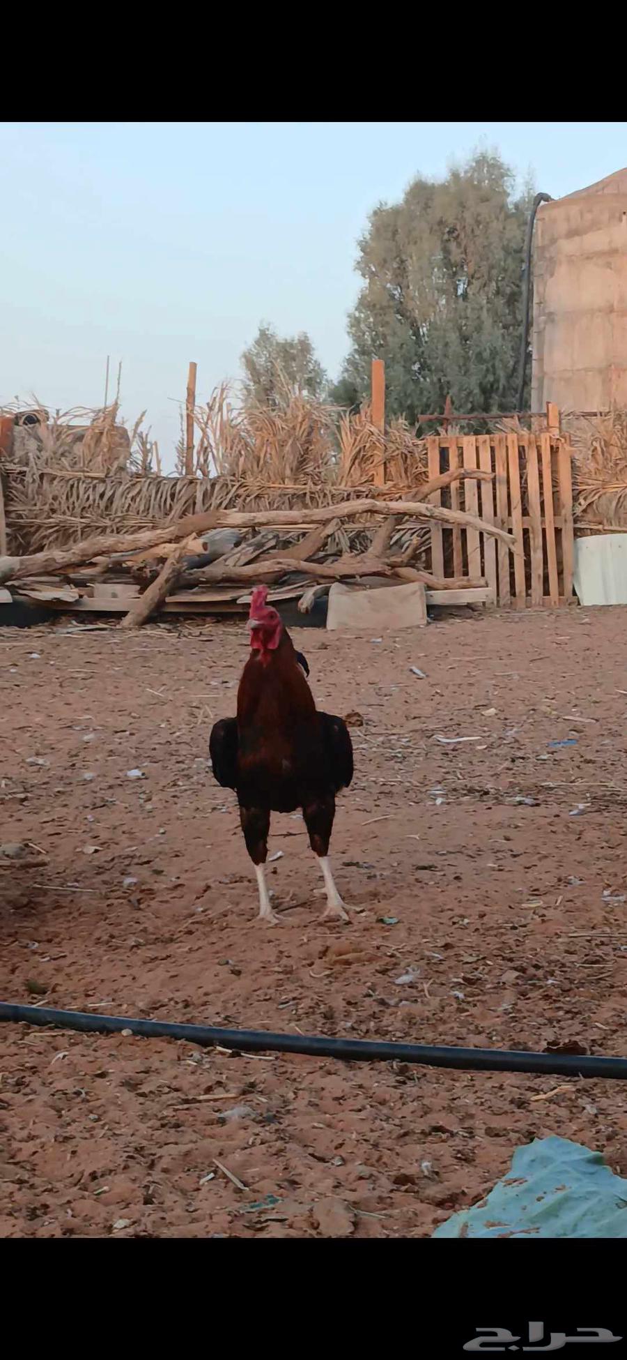Pakistani rooster for sale on the website Asbatr64439486488449111