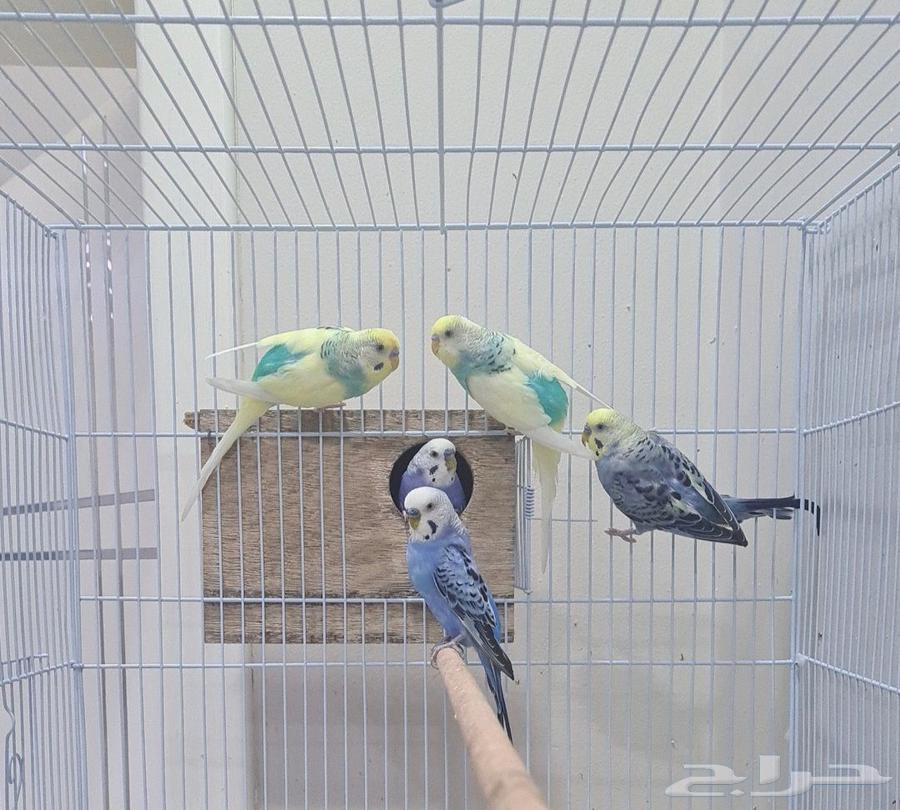 طيور بادجي ( طيور حب )64440137454337110