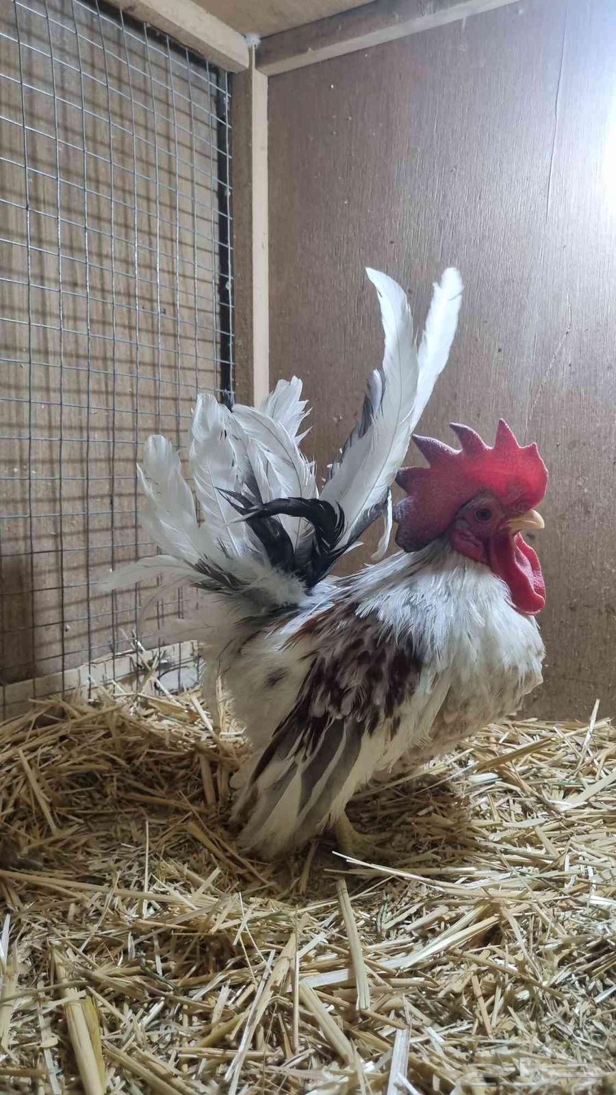 ديوك جبنيز قزم للبيع64440560293122110