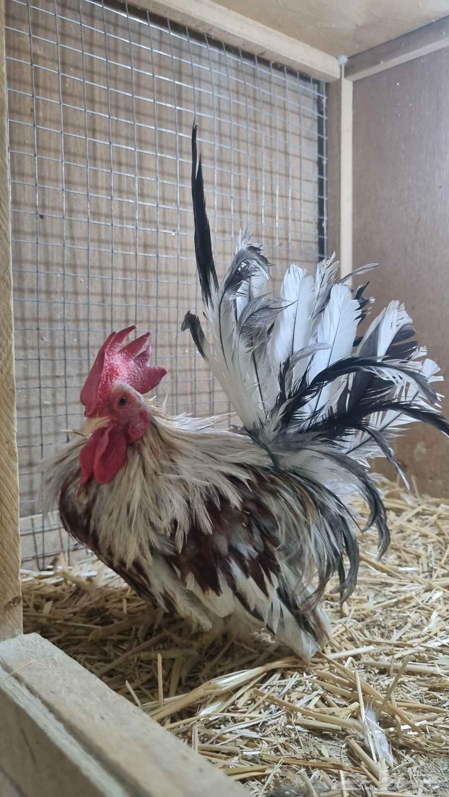 ديوك جبنيز قزم للبيع64440560293122114