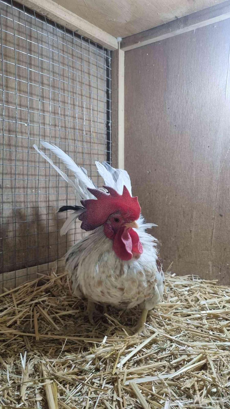 ديوك جبنيز قزم للبيع64440560293122111