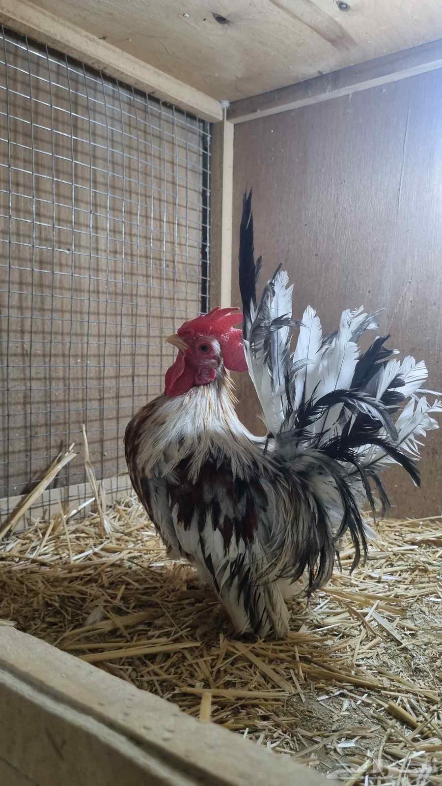 ديوك جبنيز قزم للبيع64440560293122113