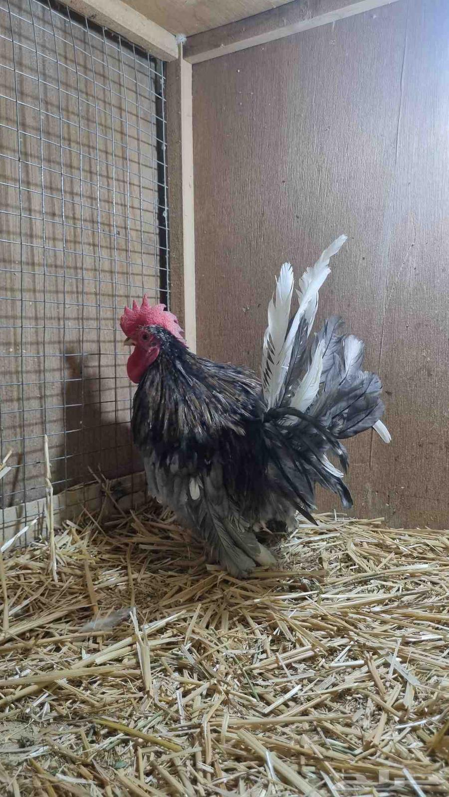 ديوك جبنيز قزم للبيع64440560293122112