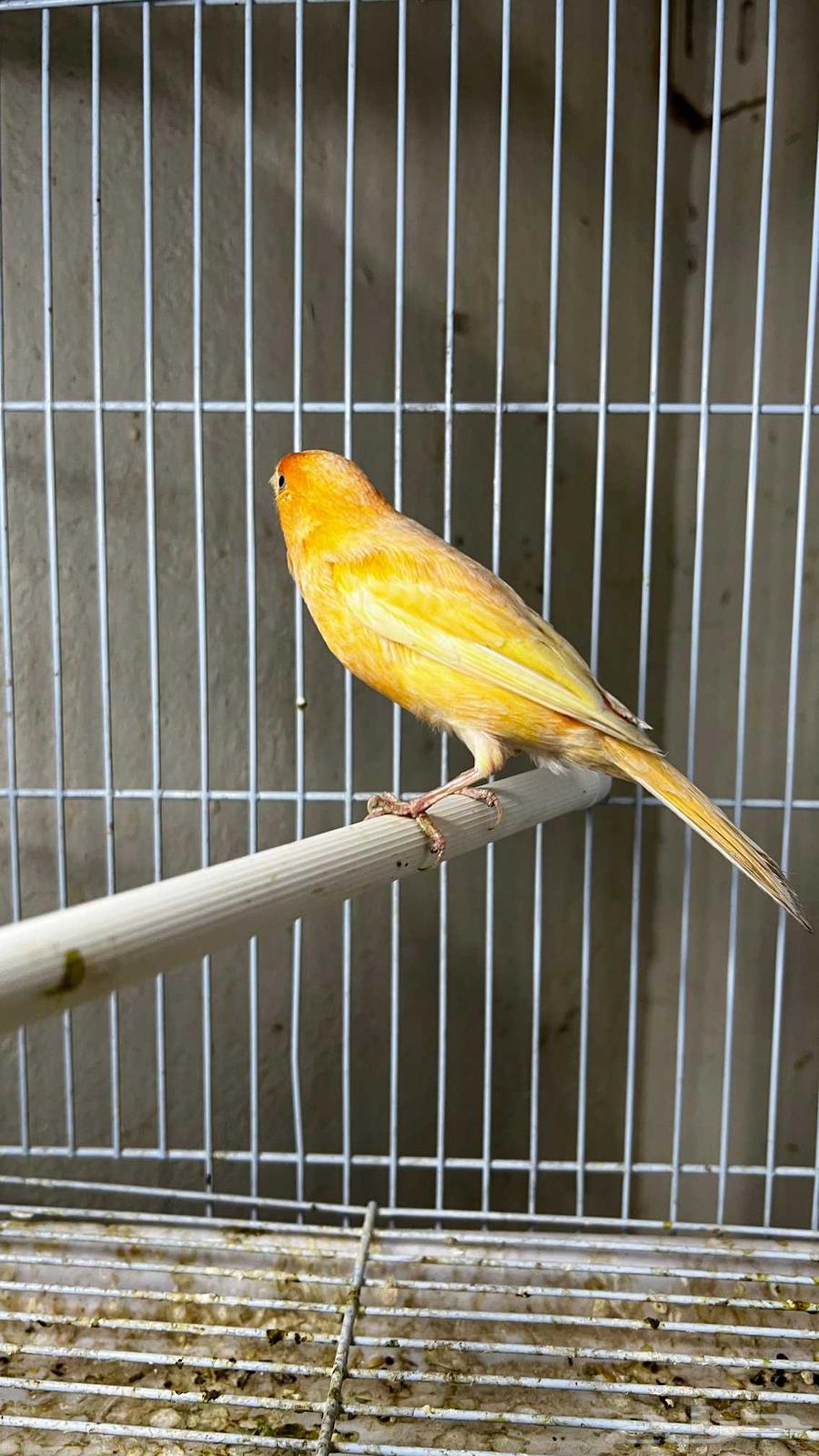 Syrian Canary Bird64441553988354110