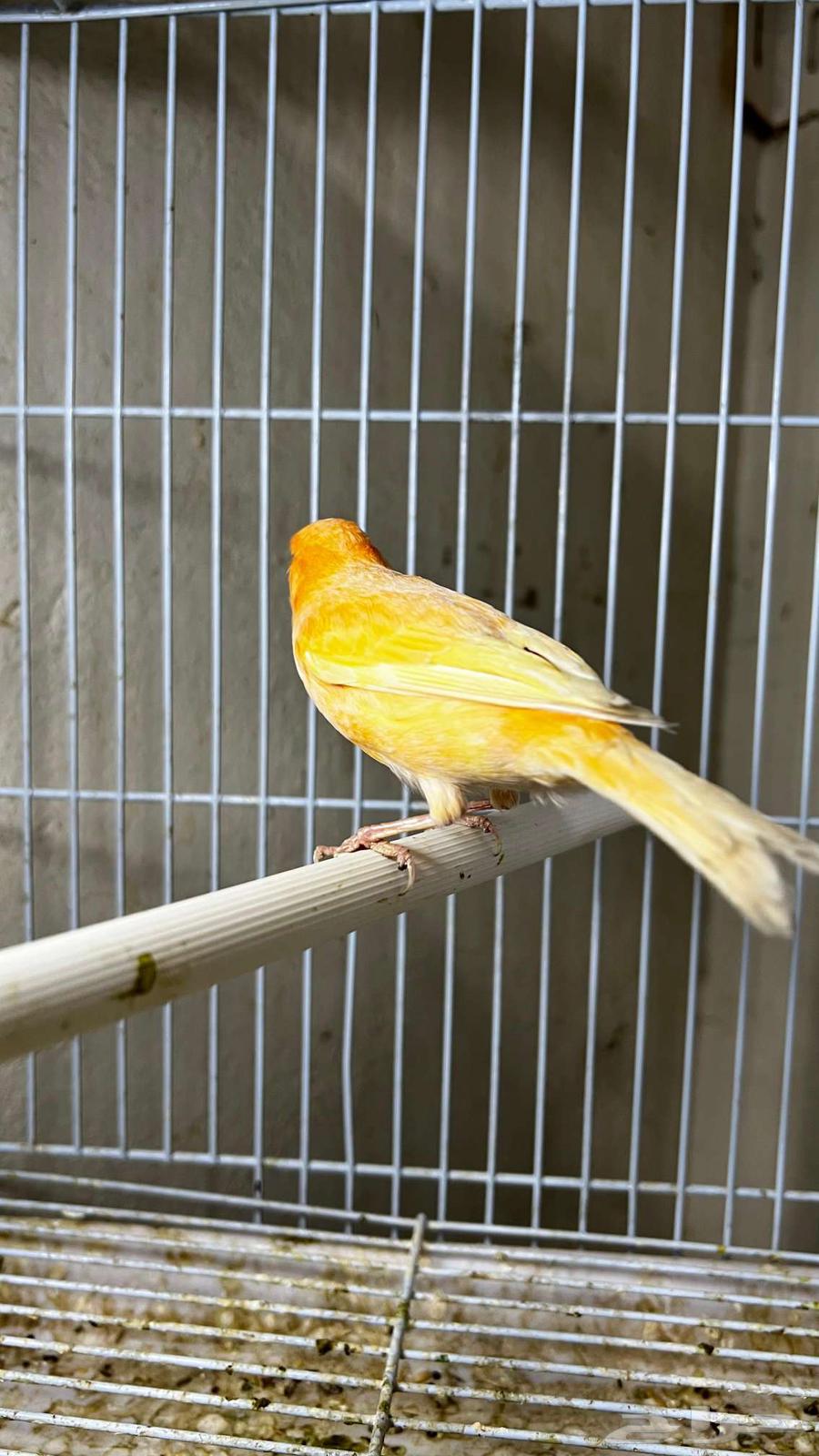 Syrian Canary Bird64441553988354114