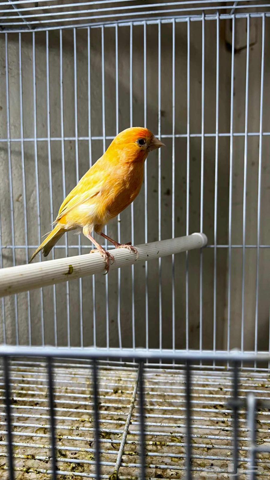 Syrian Canary Bird64441553988354112