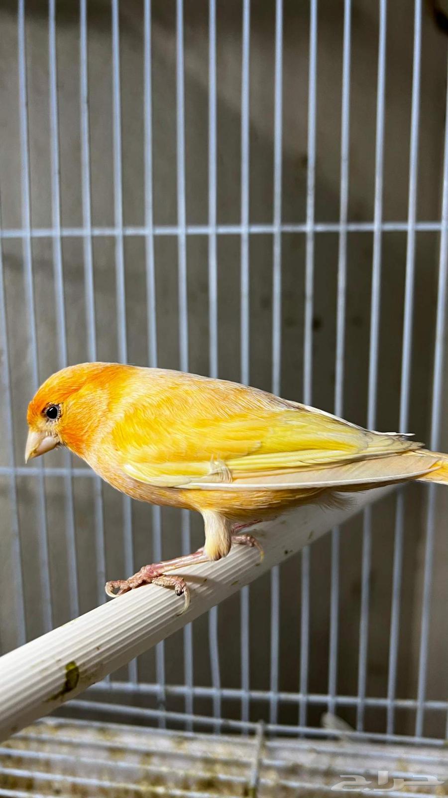 Syrian Canary Bird64441553988354113