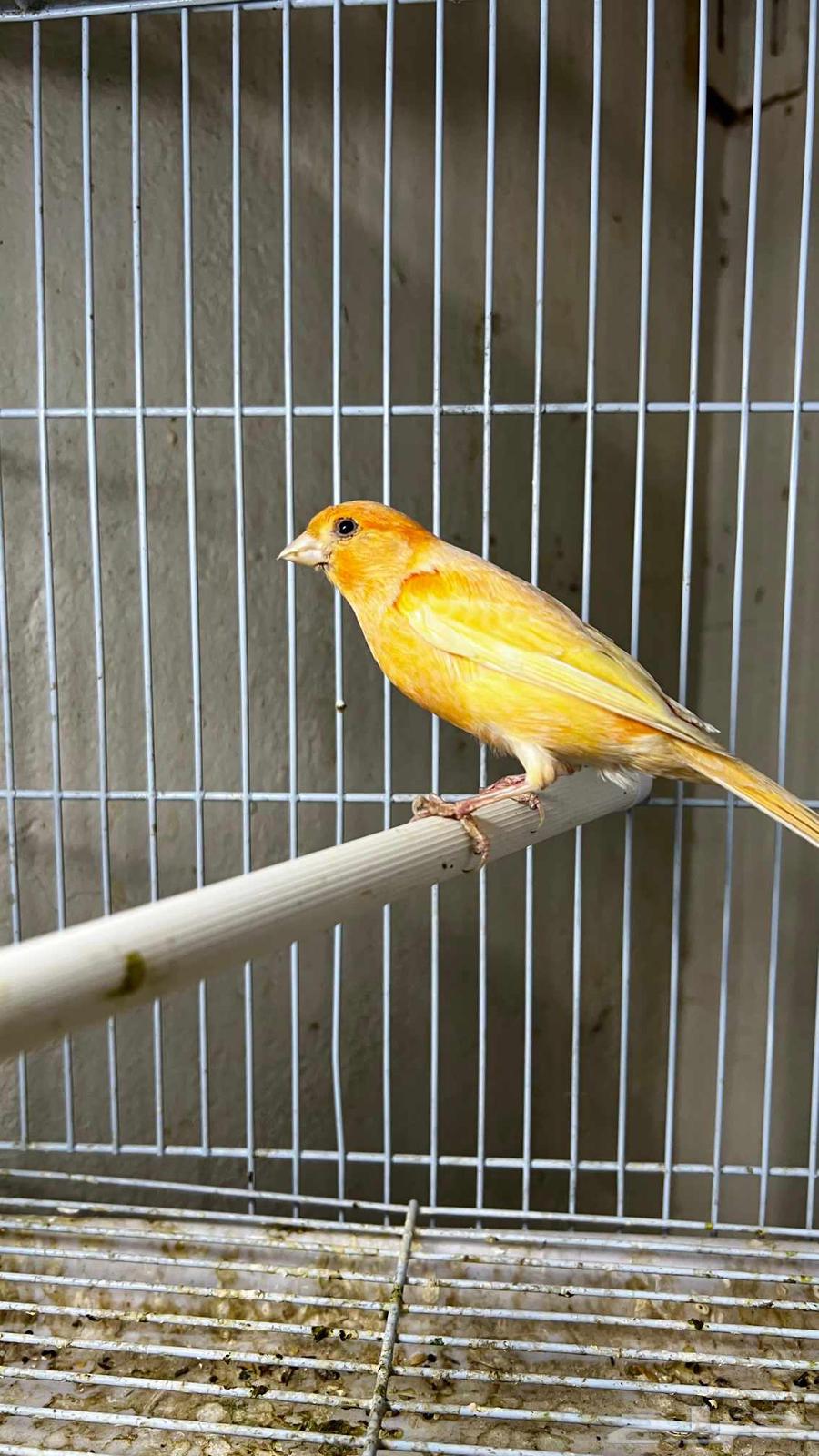 Syrian Canary Bird64441553988354111