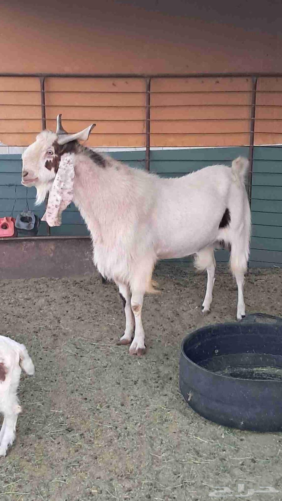 السلام عليكم عندي تيس هولندي السن رباع شرط القريع للبيع64434087638273110