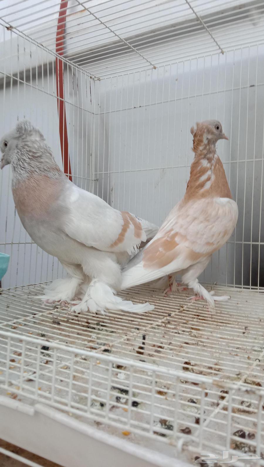 حمام تركي ليموني جوز منتج64433993704963111